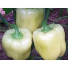 Calperia Biber Hatun Tohumu (10 Gr) - Lezzetli ve Verimli