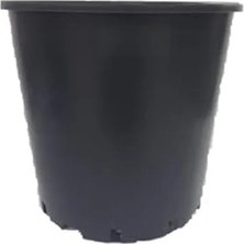 Calperia Tüplü Aşılı Eşme Ayva Fidanı, Tam Bodur ve Bol Verimli