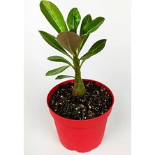 Calperia Kırmızı Saksıda Çöl Gülü Adenium Obesum - Caudex Bonsai Bitkisi