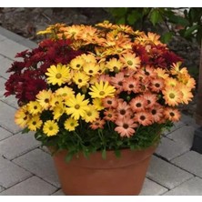 Calperia Turuncu ve Kırmızı Renkli Bodrum Papatyası Tohumu - 5 Adet