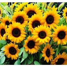 Calperia Turuncu Siyah Süs Ayçiçeği Tohumu - 5 Tohum