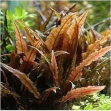 Calperia Canlı Cryptocoryne Wendtii Brown Saksı Bitkisi