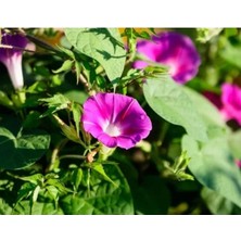 Calperia Karışık Renklerde Kahkaha Çiçeği Tohumu (20 Adet)