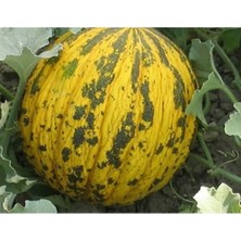 Calperia Doğal Dalaman Kavun Tohumu