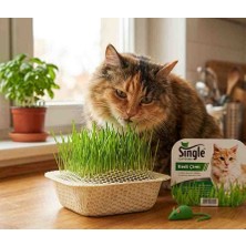 Single Kedi Çimi 2 Adet Fiyatıdır