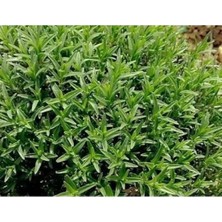 Calperia Doğal Zahter Kekiği Tohumu - 50 Tohum