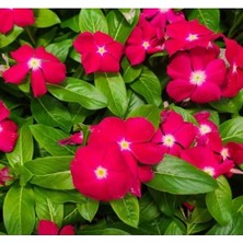 Calperia Beyaz Kırmızı Nokta Rozet Çiçeği Tohumu - Çok Çiçekli ve Dallanan - 15 Tohum