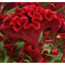 Calperia Kırmızı Renkli Horoz Ibiği Tohumu - 40 Adet