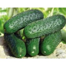 Calperia Hıyar Kornişon Tohumu - 10 gr