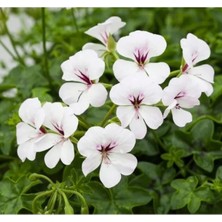 Calperia Beyaz Sakız Sardunya Tohumu - 3 Adet