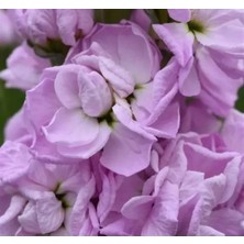 Calperia Pembe Renkli Kokulu Çok Uzun Boylu Şebboy Tohumu - 10 Adet