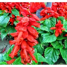 Calperia Bordür Güzeli Ateş Çiçeği Tohumu - Kaliteli Seçenek