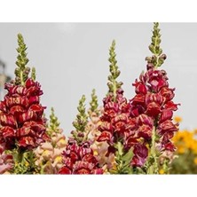 Calperia Sarı Kırmızı Çizgili Uzun Boylu Aslan Ağzı Tohumu - 25 Adet