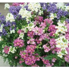 Calperia Nemezya Çiçeği Tohumu - Karışık Renkli 5 Adet