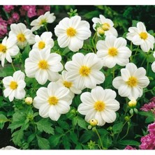 Calperia Yıldız Çiçeği Tohumu - Bodur Çok Çiçekli, Beyaz - 10 Adet