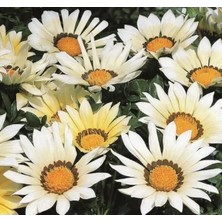 Calperia Beyaz Gazanya Çiçeği Tohumu - Büyük Çiçek Kalıcı - 8 Tohum