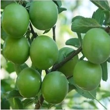 Calperia Tüplü Papaz Eriği Fidanı, Verimli Bahçe Yetiştiriciliği Için