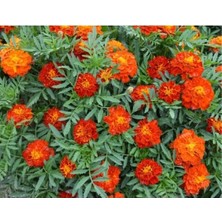 Calperia Fransız Kadife Çiçeği Tohumu (+25 Tohum)