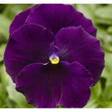 Calperia Mor Renkli Katlı Hercai Menekşe Tohumu - 10 Adet