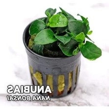 Calperia Bonsai Anubias Nana Saksı Canlı Bitki, Şık ve Dayanıklı
