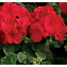 Calperia Kırmızı Renkli Büyük Top Çiçekli Sardunya Tohumu - 5 Adet