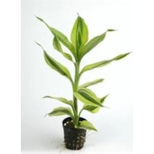 Calperia Canlı Dracaena Sanderiana Saksı, Bitki Aksesuarı