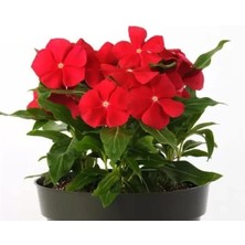 Calperia Çok Dallanan Gerçek Kırmızı Renkli Rozet Çiçeği - 15 Tohum