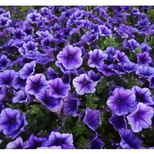 Calperia Mavi Damarlı Iri Çiçekli Bodur Petunya Tohumu - 15 Tohum