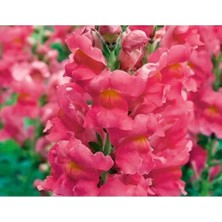 Calperia Pembe Uzun Boylu Aslan Ağzı Tohumu - 25 Tohum