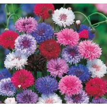 Calperia Saray Patı Çiçeği Tohumu - 20 Adet