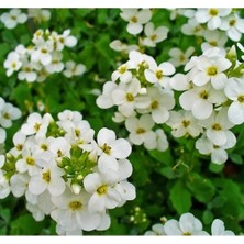 Calperia Beyaz Renkli Arabis Tohumu (Alp Kesimi) - 20 Tohum