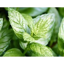 Calperia Nane Tohumu (+250 Tohum)