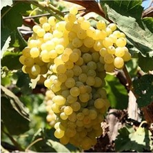 Calperia Iri Taneli Tarsus Beyazı Üzüm Fidanı, Tüplü Ürün