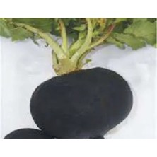 Calperia Akın Siyah Turp Tohumu - 10 Gram