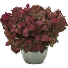 Calperia Kırmızı Çilli Yaprak Çiçeği F1 Tohumu - 30 Tohum