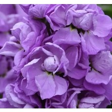 Calperia Kokulu Şebboy Tohumu - Lavanta Renkli - 10 Tohum