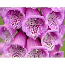 Calperia Yüksük Otu Tohumu - 250 Adet