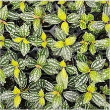 Calperia Pilea Cadierei Nana, Saksıda Canlı Bitki, Dekoratif Seçim