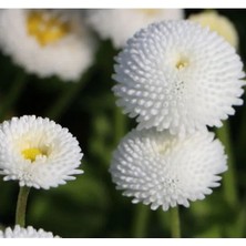 Calperia Beyaz Şeker Tohumu F1 (50 Tohum)