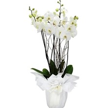 Calperia Beyaz Orkide Tohumları, 10 Adet, Bahçe ve Iç Mekan Için