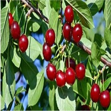 Calperia Tüplü Aşılı Yarı Bodur Kütahya Vişne Fidanı, Bahçe Yetiştiriciliği Için