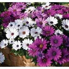 Calperia Karışık Renkli Bodrum Papatyası Tohumu - 5 Adet