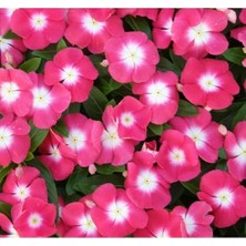 Calperia Pembe Beyaz Benekli Rozet Çiçeği Tohumu - 15 Adet