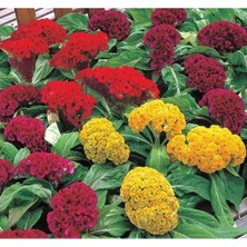 Calperia Horoz Ibiği Tohumu - Karışık Renkli (20 Tohum)