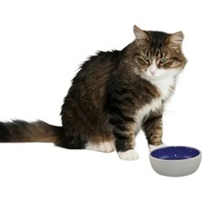 Calperia 5 Inç Seramik Tabak, Kedi ve Sürüngenler Için