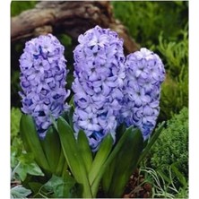 Calperia 5 Adet Mor Sümbül Soğanı ile Bahçenizi Güzelleştirin