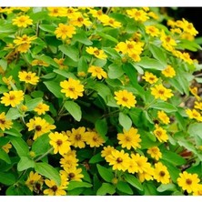 Calperia Madalyon Çiçeği Tohumu (Büyük Geniş Bitki) Sarı Renkli - 10 Tohum