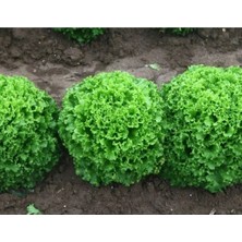 Calperia Doğal Kıvırcık Marul Tohumu - Organik Seçenek