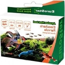 Calperia Eleocharis Parvula Bitki Tohumu