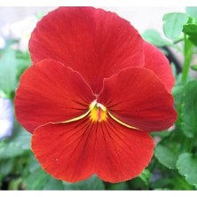 Calperia Kırmızı Hercai Menekşe Tohumu Katlı - 10 Adet